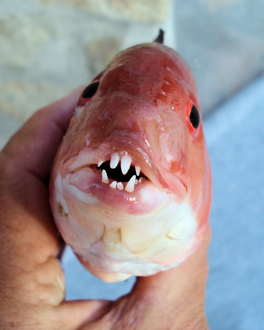 Female California Sheephead faces camera