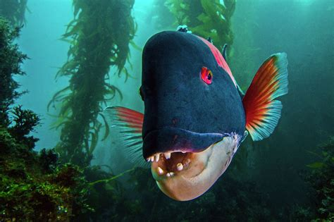 Male California Sheephead faces camera